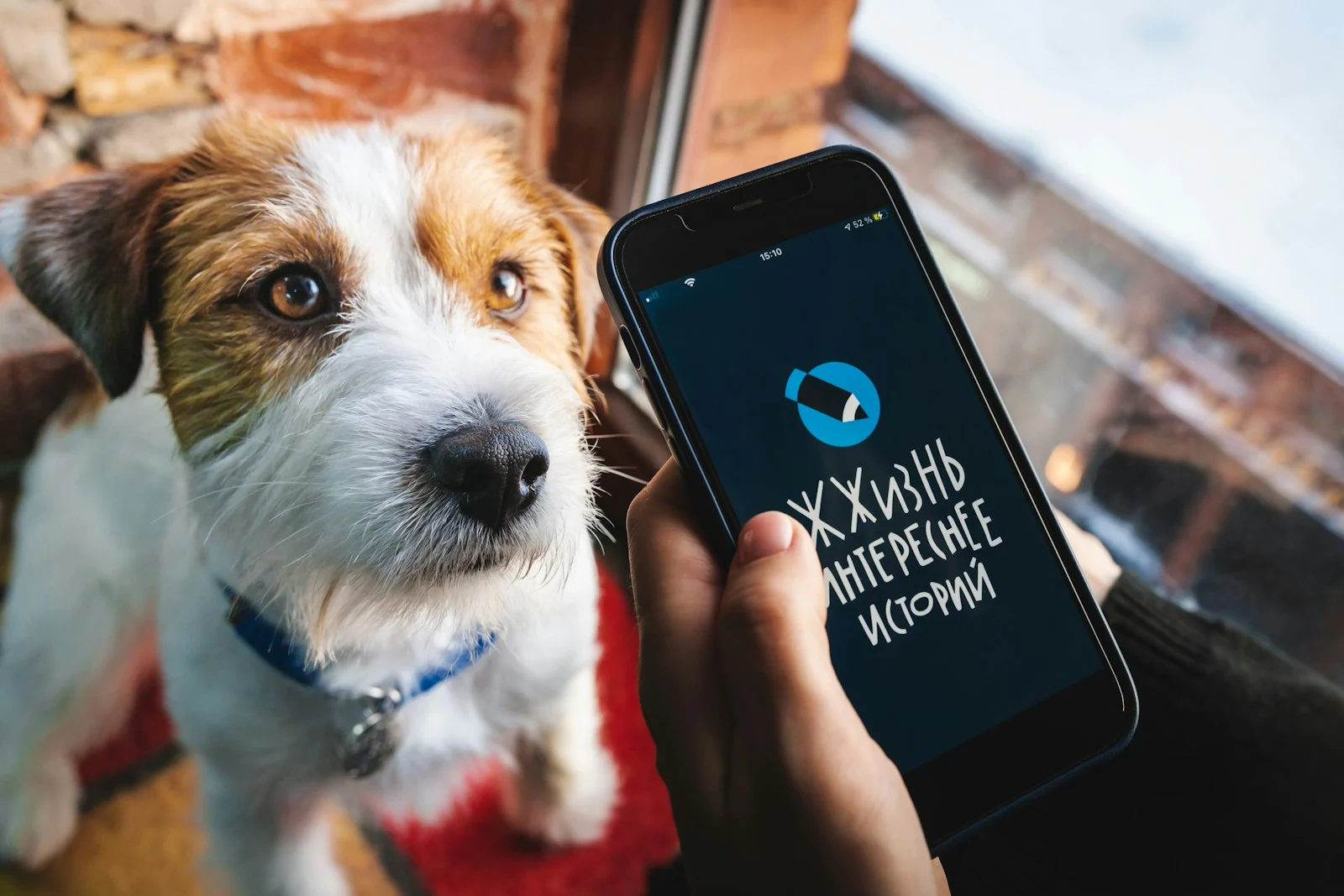 iPhone 上最好的狗狗应用程序(2026 年指南)